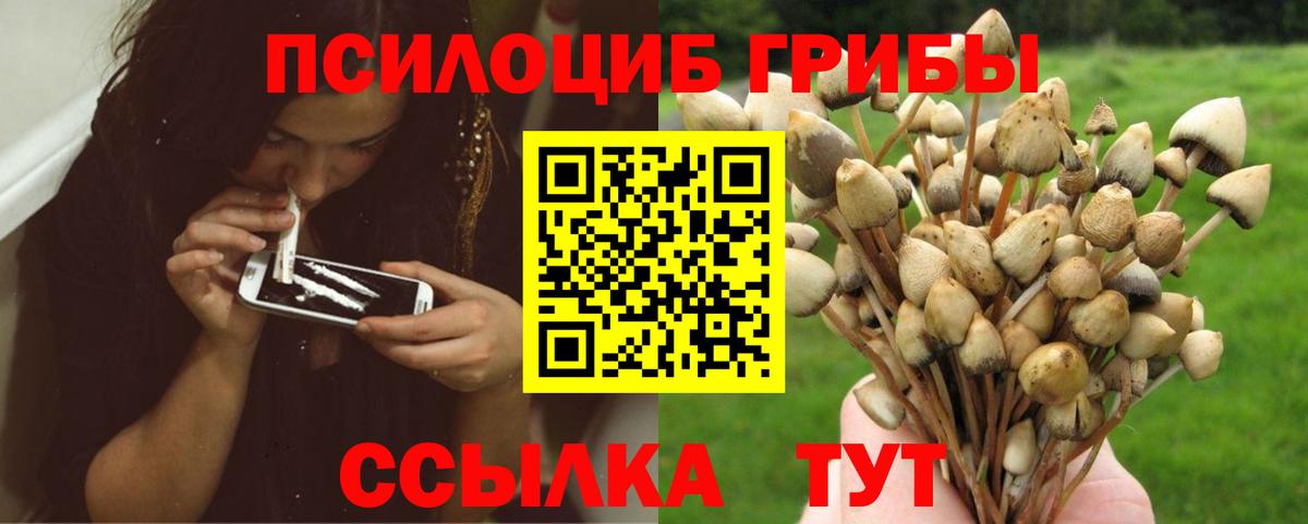 Галлюциногенные грибы Psilocybe Калач-на-Дону